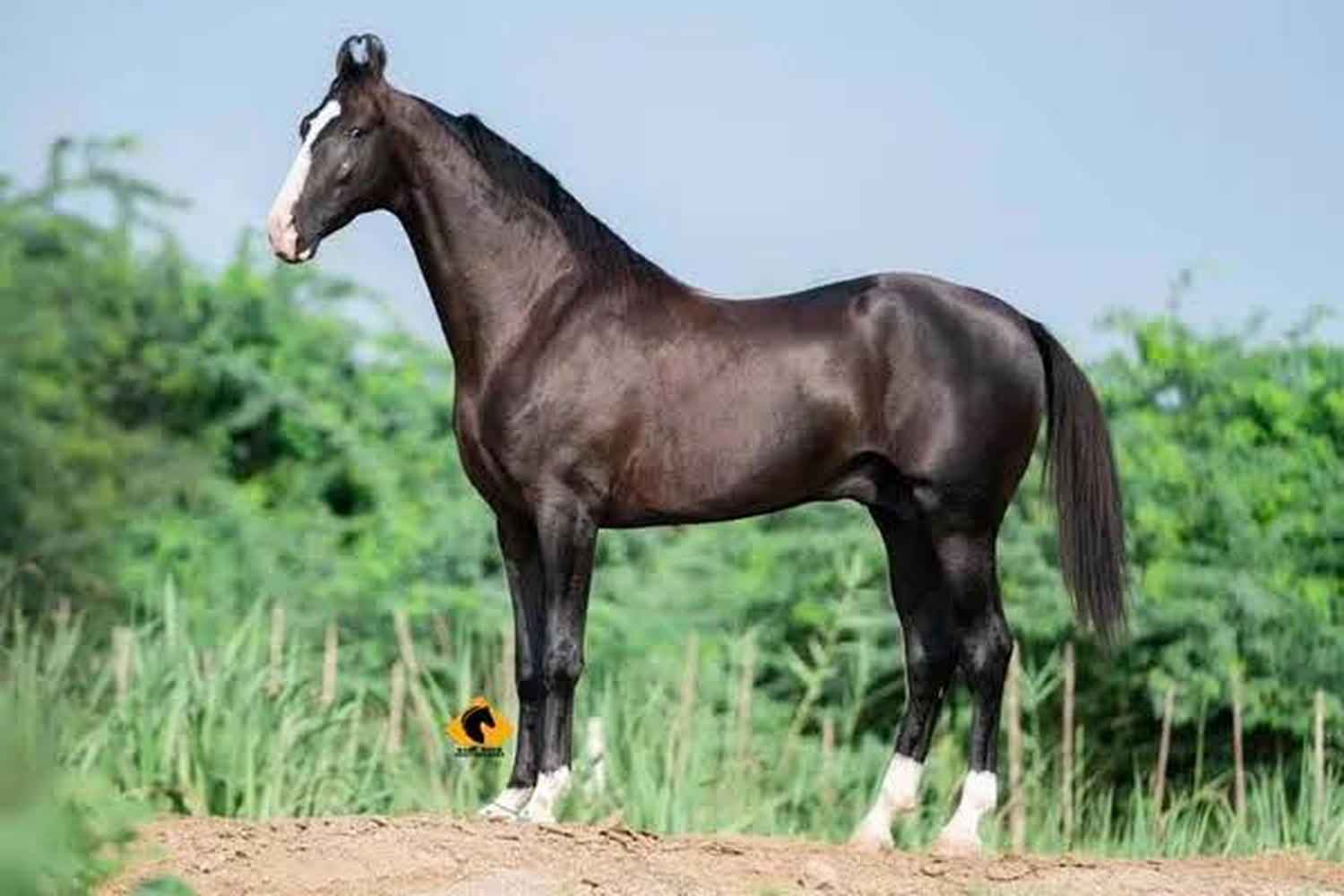Black horse in the field