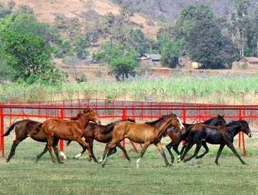 Horses running together in the field