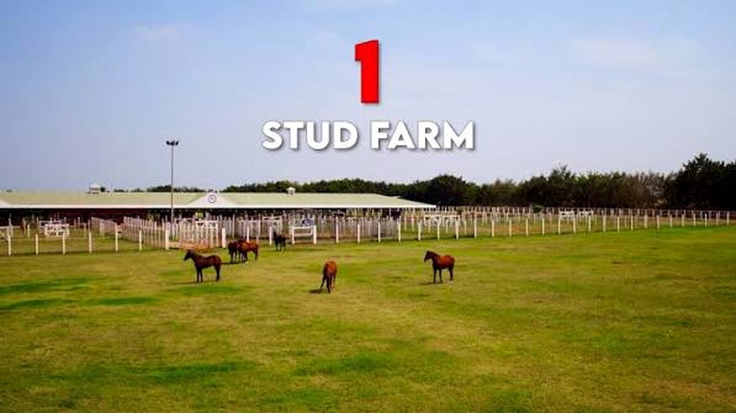 Stud farm paddock and horses