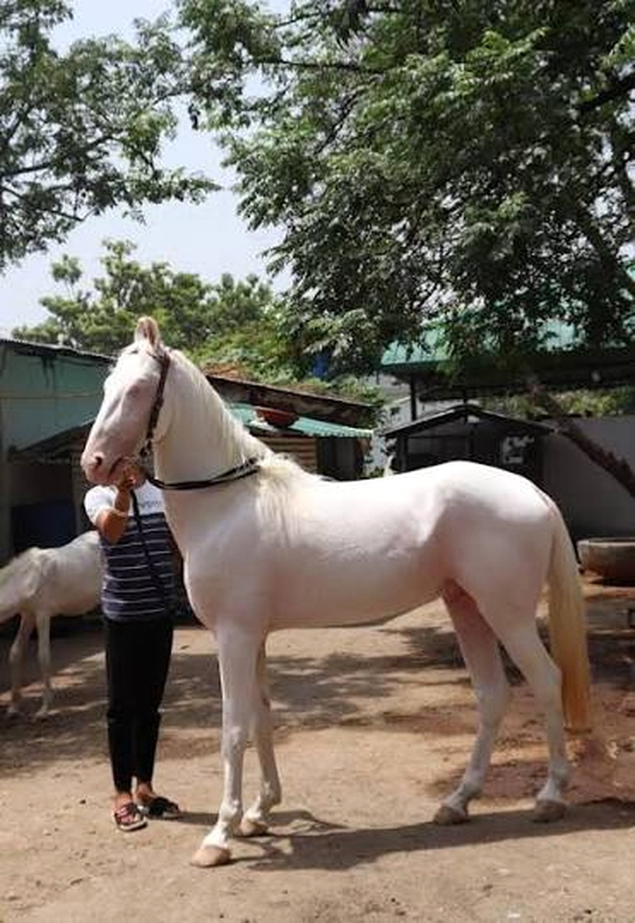 White horse at the farm