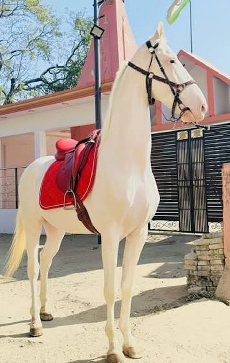 White horse with red saddle